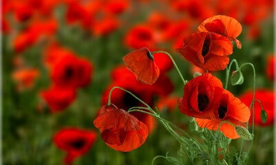 Sticker - Beautiful field of red poppies, The Beautiful nature