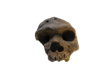 skull remains of primitive humans in ancient times
