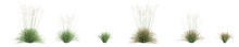 3d Illustration Of Set Deschampsia Cespitosa Northern Lights Grass Isolated On White Background