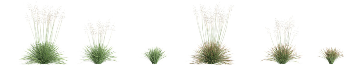 3d illustration of set deschampsia cespitosa northern lights grass isolated on white background