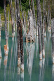 Fototapeta Morze - 古木を映す夏の青い池
