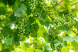 Leinwandbild Motiv Developing green not mature grapes hanging down from a vine
