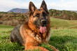 German shepherd dog lying down like a sphinx facing the viewer, with its head erect, looking straight ahead at infinity, ears erect and tongue out. Above the grass. In the background the mountain and 