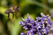 Bee flying at a lavender flower, macro view. A honey bee working at garden with Lavandula angustifolia, close up.