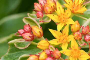 Wall Mural - Blooming butterfly weeds (Asciepias tuberosa)