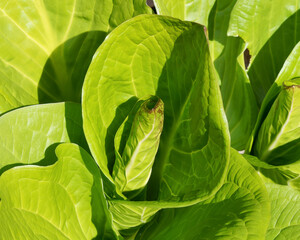 Wall Mural - Skunk cabbage (Symplocarpus foetidus), a herb medicine