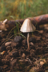 Poster - A forest brown mushroom in a natural background . High quality photo