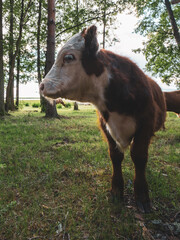 Wall Mural - Sunny morning. Newborn calf of a cow resting in dense grass. The kid lies and looks directly into the camera. The calf is brown with a white mask on the muzzle. Natural background. Free grazing.