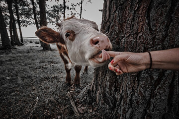 Wall Mural - Sunny morning. Newborn calf of a cow resting in dense grass. The kid lies and looks directly into the camera. The calf is brown with a white mask on the muzzle. Natural background. Free grazing.