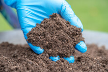 Hand Holding Peat Moss Organic Matter Improve Soil For Agriculture Organic Plant Growing, Ecology Concept.