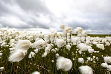 Wall Mural - white flowers and grass with bokeh effect in Norwegian land.