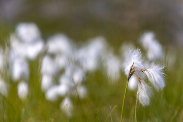 Wall Mural - white flowers and grass with bokeh effect in Norwegian land.