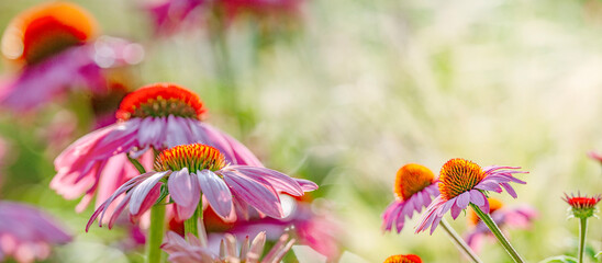 Sticker - The Echinacea - coneflower close up in the garden