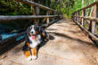 A Bernese Mountain Dog laying down on a wooden bridge, in the Pacific Northwest. 
