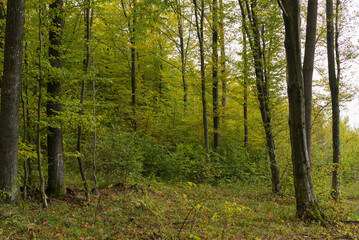 Wall Mural - Autumn landscape in a young European beech forest