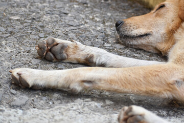 Wall Mural - A close up look at the underside of dog paw and resting