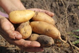 Fototapeta  - a girl in gloves holds potato tubers in her hands. It's the season to dig up to harvest potatoes. Autumn harvesting. Agriculture farming growing vegetables