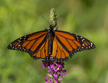 Female Monarch Butterfly Feeding On Wildflower