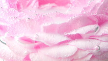 Close-up Of Mist On Rose. Stock Footage. Delicate Rose Petals With Bubbles And Ink. Delicate Ink Moves Among Rose Petals Under Water