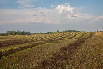 Wall Mural - Harvest time in Minnesota under cloudy blue skies