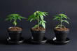 Three Small Medical Marijuana Cannabis Plants in the Vegetative Stage Growing in Pots on Black Background