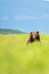 Wall Mural - Alaskan brown bear at McNeil River