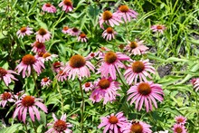 The Pink Coneflowers In The Garden On A Sunny Day.