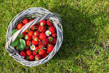 Wall Mural - Ripe strawberries in basket