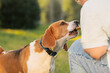 Pet owner giving dog treat in outdoors, close up. Beagle receiving chewing bone from teenage girl, side view