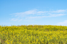 Field Of Yellow Wildflowers Under A Blue Sky | Colorful Canola Meadow In The Summer