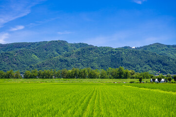 Canvas Print - 夏の田園風景とポニー