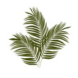 3 egzotyczne zielone liście - liście palmy. Botaniczna ilustracja tropikalnej rośliny na białym tle.