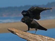 Crow On The Beach