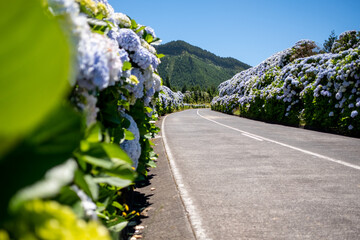 Wall Mural - Azores, Empty flowery road with beautiful hydrangea flowers in selective focus on the roadside in Lagoa Sete Cidades. São Miguel Island, in the Açores.