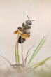 Mining bee - Andrena flavipes bee full of pollen, is a species of solitary bee  - macro details