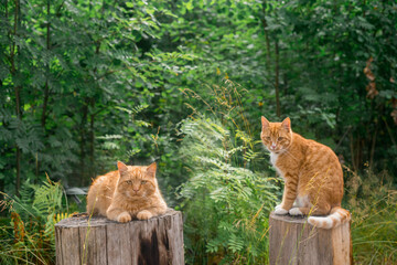 portrait, close-up of a ginger cat in a scarf, in the rays of the sun on a forest background. Outdoors and outside.