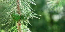 Coniferous Tree That Bears Cones And Needle Like Or Scale Like Leaves That Are Typically Evergreen