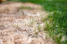 Visible Distinction Between Healthy Lawn And Chemical Burned Grass. 
