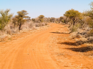 Canvas Print - Red soil base to track winding through South African bush