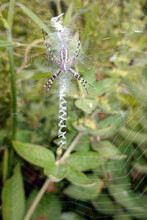 Wespenspinne (Argiope Bruennichi) In Ihrem Spinnennetz