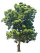 Siamese neem tree (Azadirachta indica Juss) isolated on white background