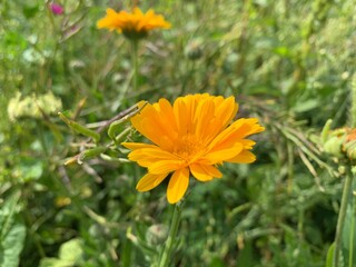 Sticker - yellow flower in the garden