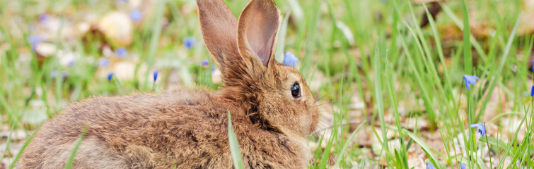 A small fluffy red rabbit on a spring blooming forest fire close-up, a concept for the spring holidays of Easter. Easter Bunny, Photo banner