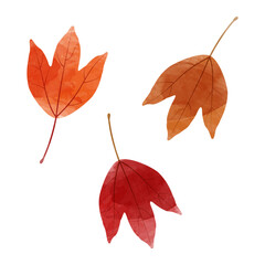 Wall Mural - Vector watercolor illustration of autumn trident maple leaves isolated on background.