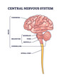 © VectorMine - Central nervous system or CNS brain organ structure outline diagram. Labeled educational scheme with cerebrum, brainstem and cerebellum parts anatomy vector illustration. Midbrain, pons and medulla.