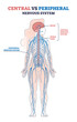 Central vs peripheral nervous system anatomy comparison outline diagram. Labeled educational scheme with human body brain, spinal cord and CNS location vector illustration. Medical physiology model.