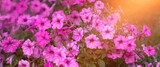 Fototapeta Kwiaty - supertunia, petunia, różowe kwiaty w promieniach słońca, Pink petunias flower