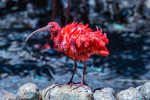 Red Scarlet Ibis Bird