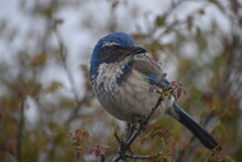 Blue Jay On A Branch