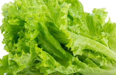 Poster - fresh lettuce isolated on white background